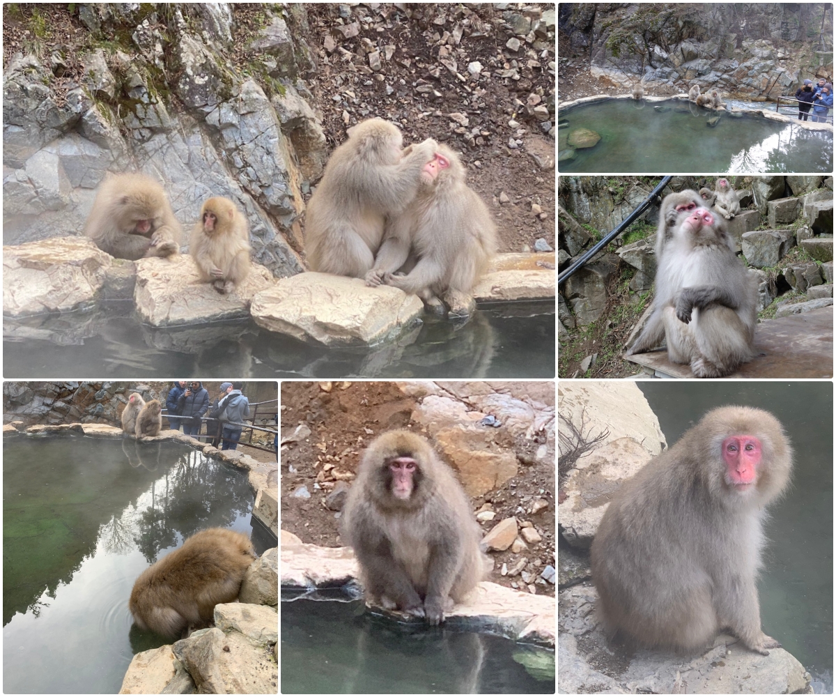 遊記 日本北陸五日遊 Day2 2地獄谷野猿溫泉公園snow Monkey Park 看猴子泡溫泉 童話故事